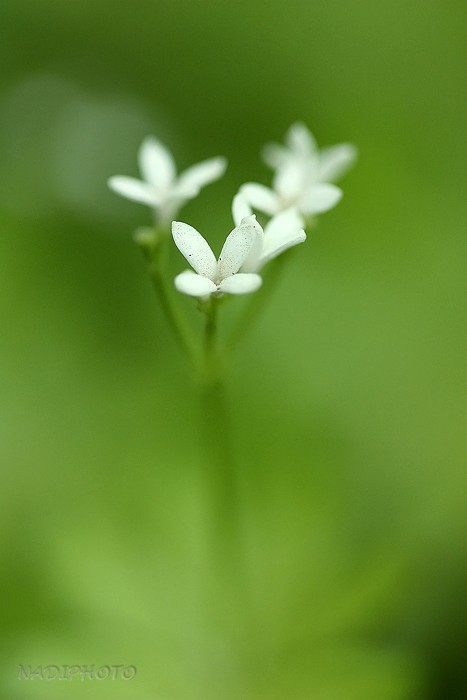 Mařinka vonná (Galium odoratum)1 - Vysoká Pec