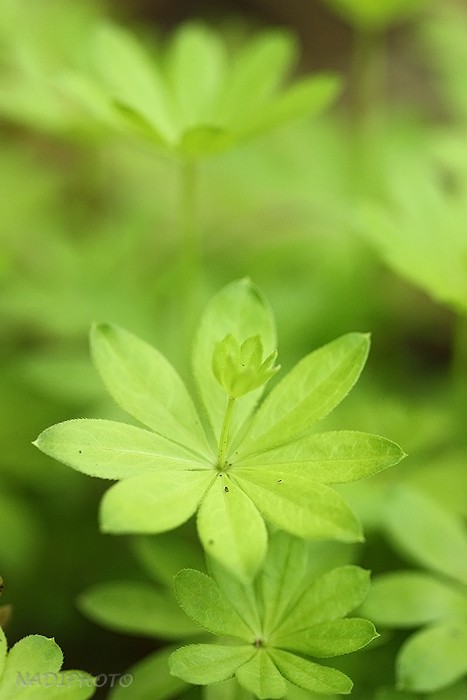 Mařinka vonná (Galium odoratum) - Vysoká Pec