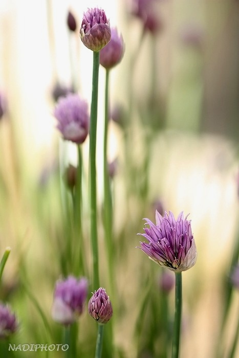 Pažitka pobřežní (Allium schoenoprasum)9