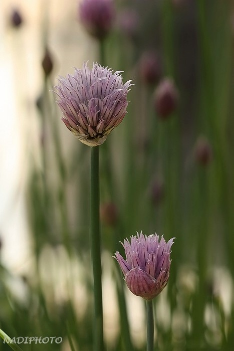 Pažitka pobřežní (Allium schoenoprasum)8