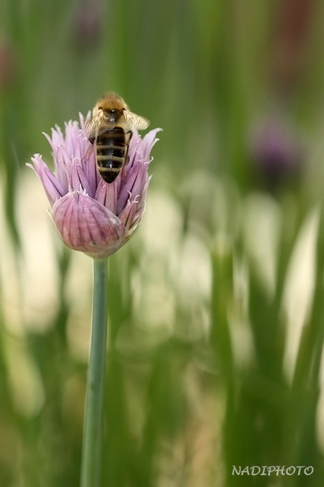 Pažitka pobřežní (Allium schoenoprasum)6