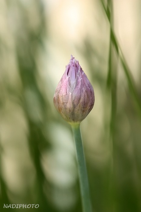 Pažitka pobřežní (Allium schoenoprasum)