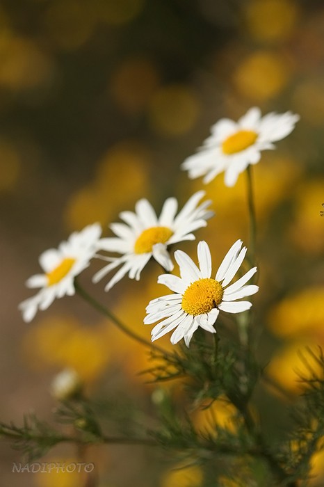 Rmen rolní - (Anthemis arvensis)1