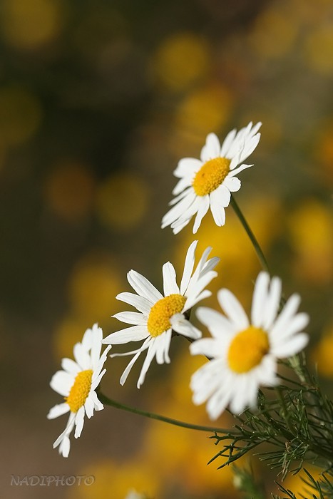 Rmen rolní - (Anthemis arvensis)