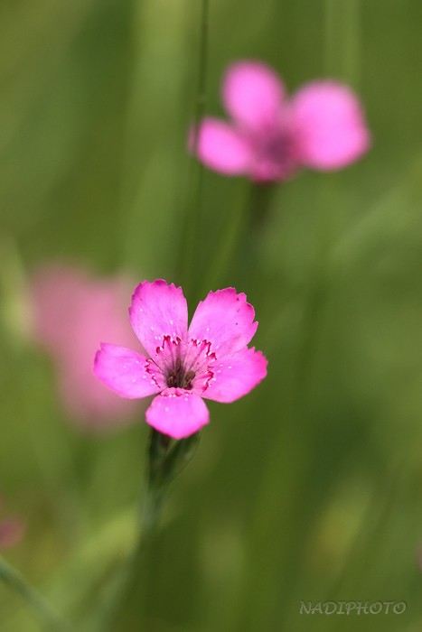 Hvozdík kropenatý (Dianthus deltoides)