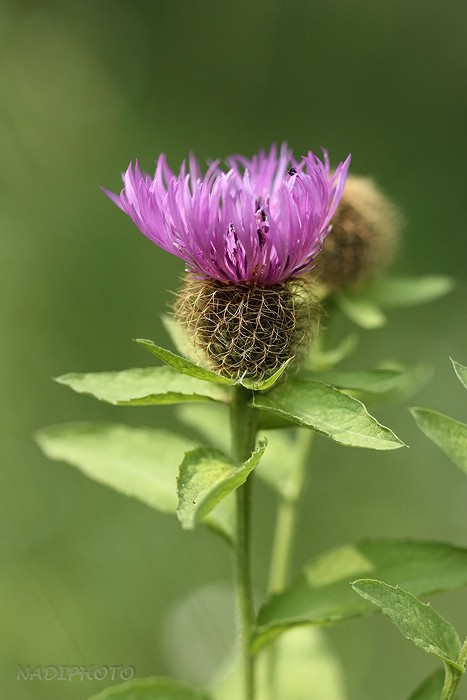 (1172)Chrpa úzkoperá (Centaurea stenolepis)