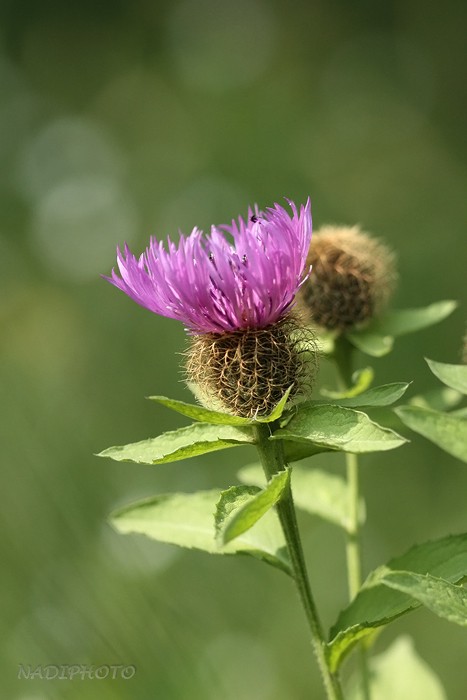 Chrpa úzkoperá (Centaurea stenolepis)