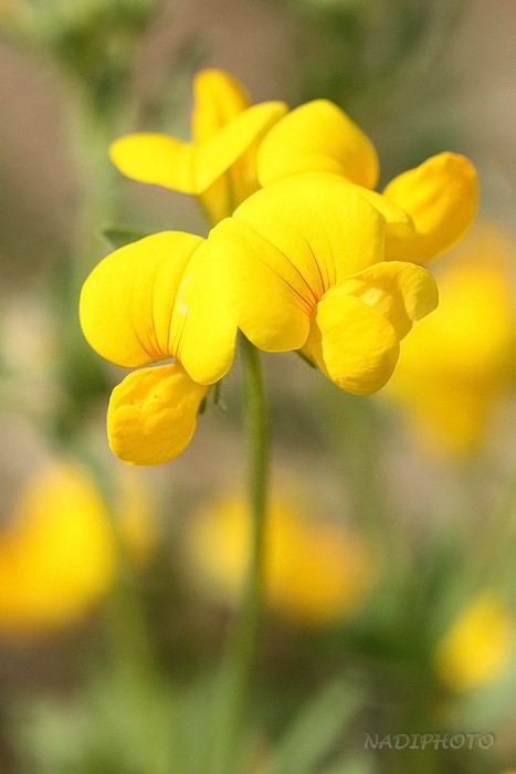 Štírovník růžkatý (Lotus corniculatus)1