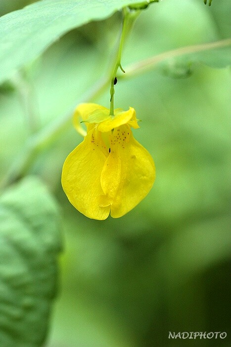 Netýkavka nedůtklivá (Impatiens noli-tangere) Jezeří