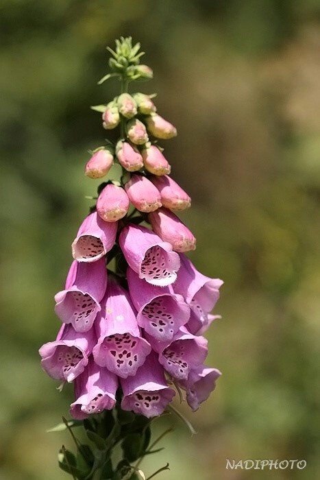 Náprstník červený (Digitalis purpurea)1 Jezeří