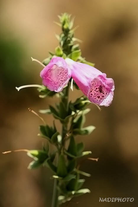 Náprstník červený (Digitalis purpurea) Jezeří