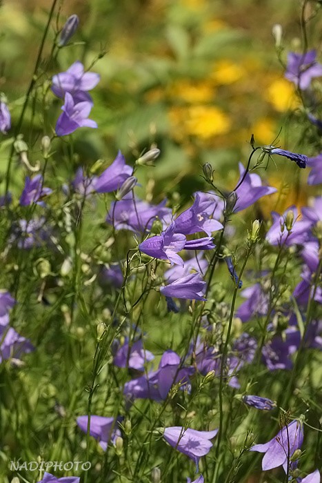 Zvonek rozkladitý (Campanula patula)