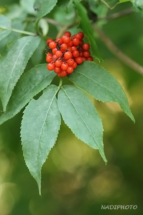 Bez hroznatý (bez červený) (Sambucus racemosa) Jezeří