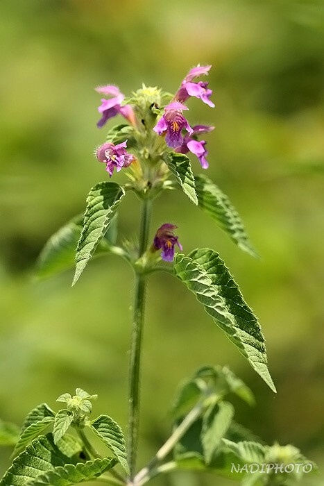 Konopice pýřivá (Galeopsis pubescens)1 Jezeří