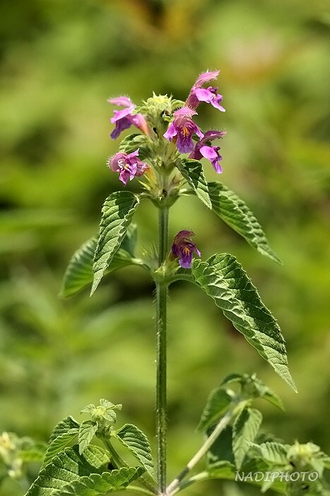 Konopice pýřivá (Galeopsis pubescens) Jezeří