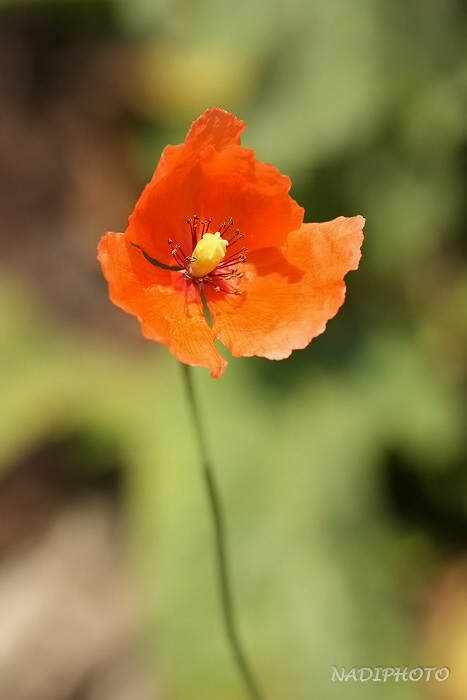 Mák vlčí (Papaver rhoeas)3 Jezeří