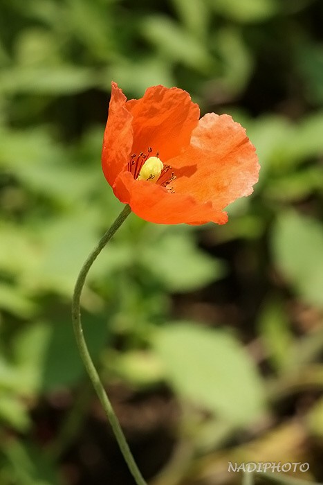 Mák vlčí (Papaver rhoeas)2 Jezeří