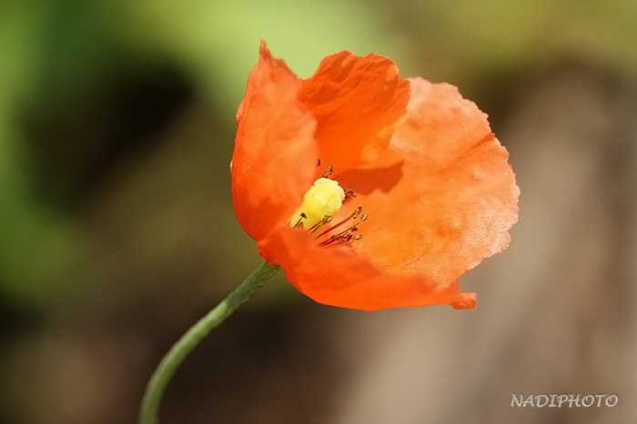 Mák vlčí (Papaver rhoeas)1 Jezeří