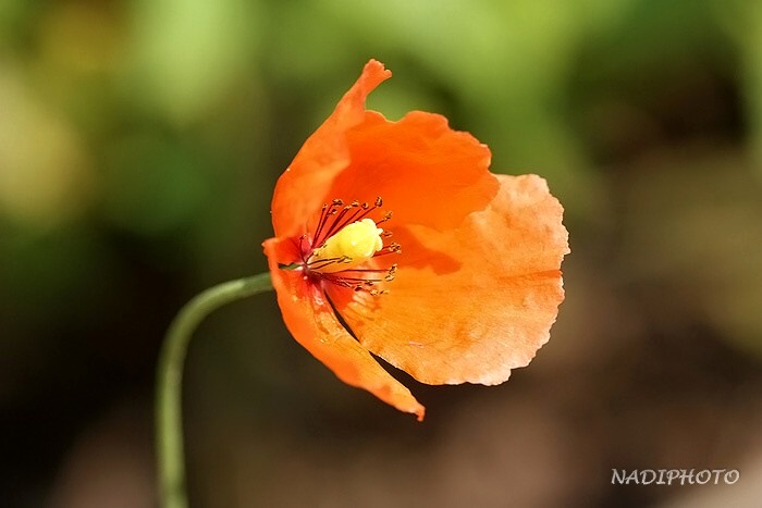 Mák vlčí (Papaver rhoeas) Jezeří