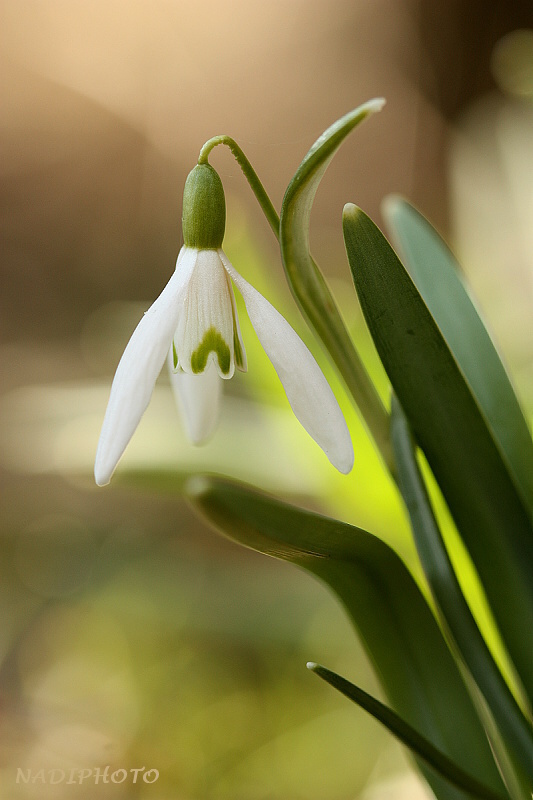 Sněženka podsněžník (Galanthus nivalis)8 - Bezručovo údolí