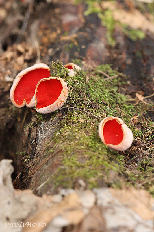 Ohnivec rakouský (sarcoscypha austriaca)12 - Bezručovo údolí