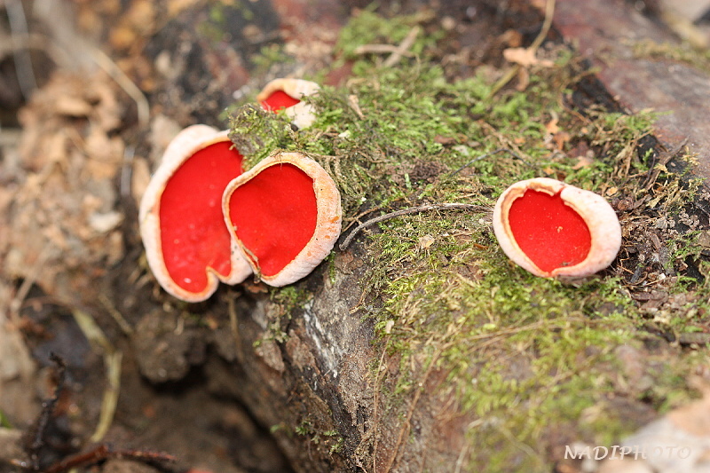 Ohnivec rakouský (sarcoscypha austriaca)13 - Bezručovo údolí