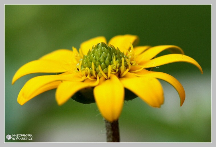 Sanvitalie (Vitálka) plazivá (Sanvitalia Procumbens) - Červený Hrádek