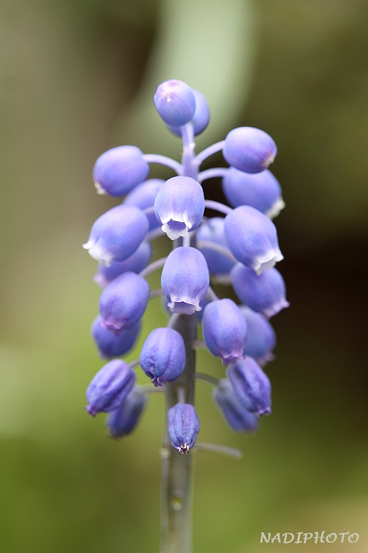 Modřenec hroznatý (Muscari neglectum)2