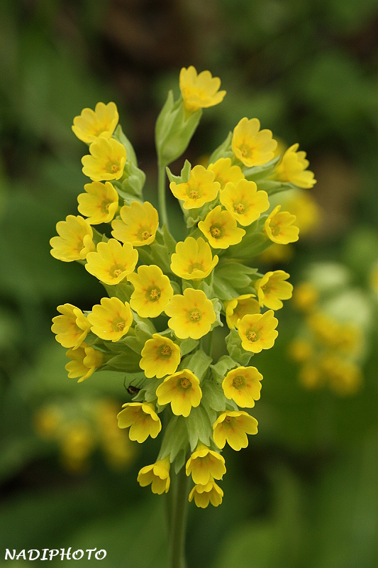 Prvosenka jarní (Primula veris)