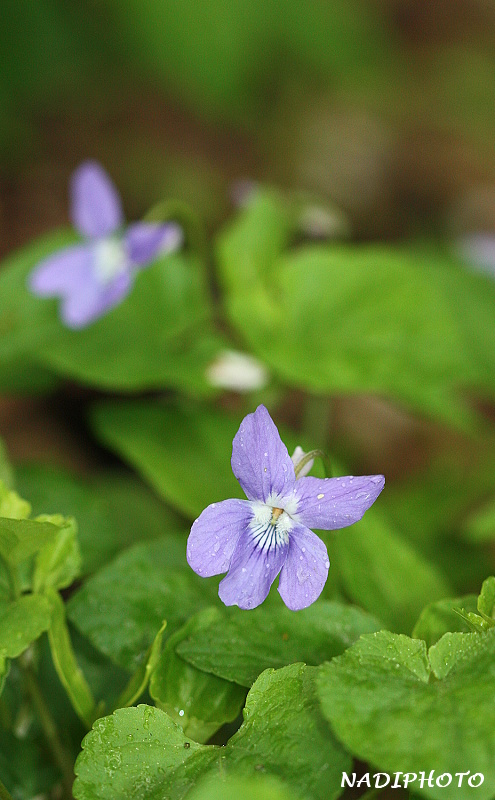 Violka vonná (Viola odorata) 1