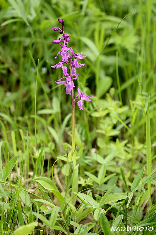 Vstavač mužský (Orchis mascula) 3 - NPR Úhošt