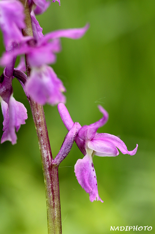 Vstavač mužský (Orchis mascula) 2 - NPR Úhošt