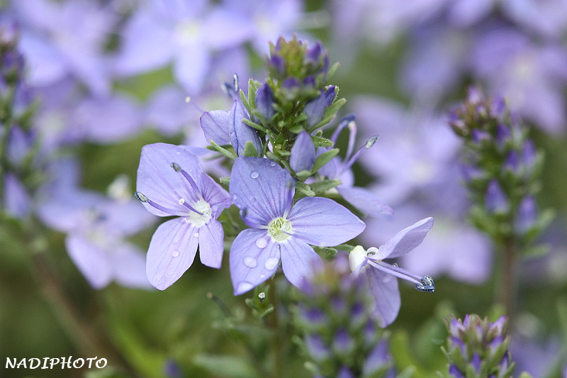 Rozrazil sp. (Veronica) 1