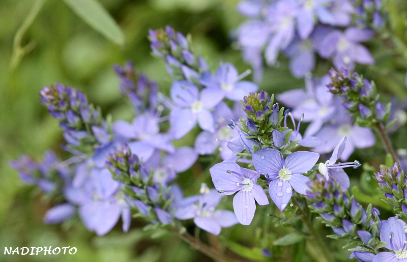 Rozrazil sp. (Veronica)