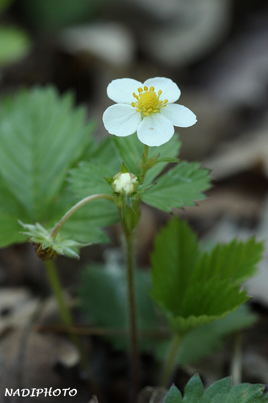 Jahodník obecný ( Fragaria vesca)5
