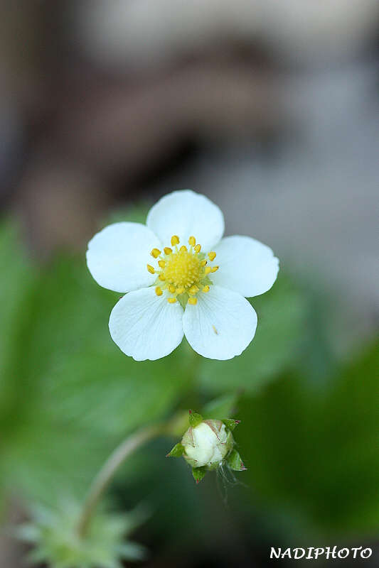 Jahodník obecný ( Fragaria vesca)3