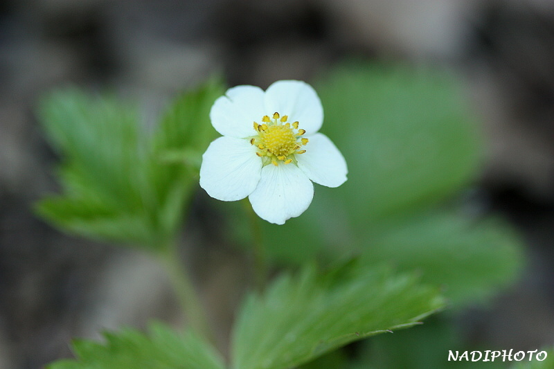 Jahodník obecný ( Fragaria vesca)1