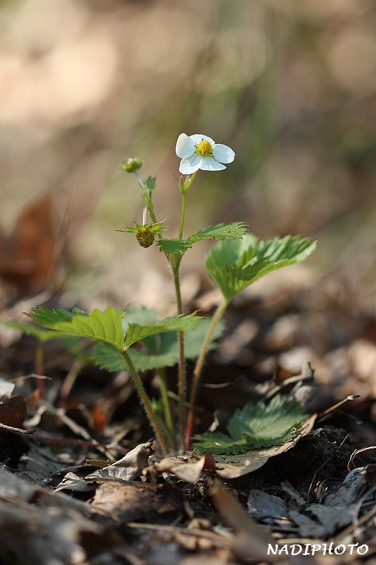 Jahodník obecný ( Fragaria vesca)