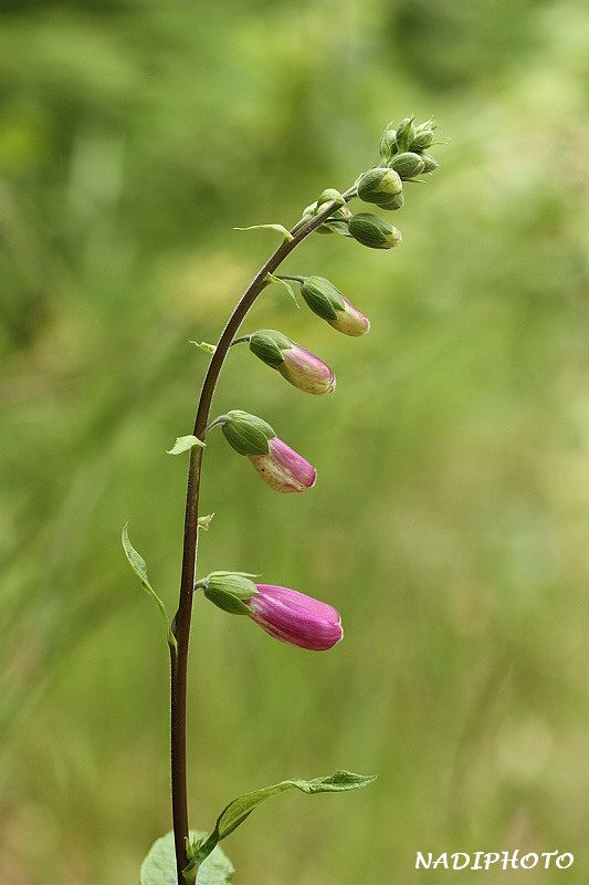 Náprstník červený (Digitalis purpurea)1