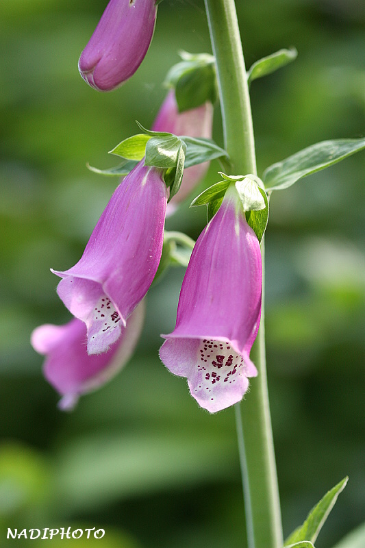 Náprstník červený (Digitalis purpurea)