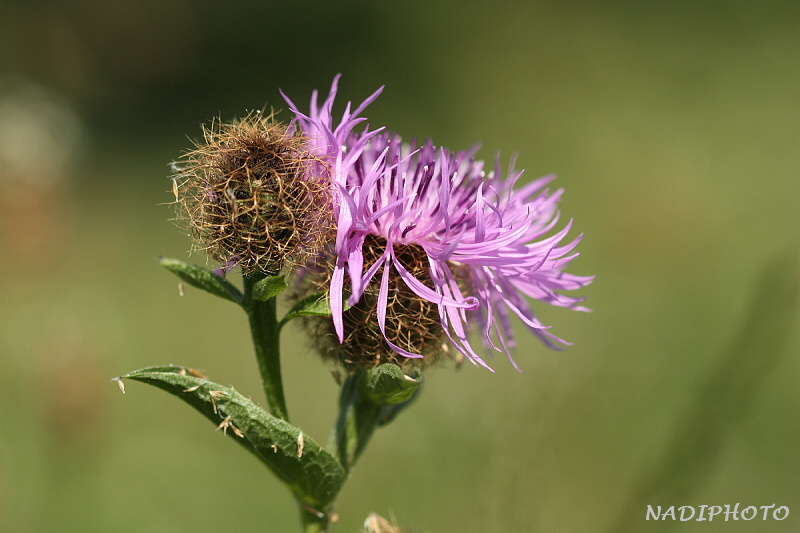 Chrpa úzkoperá (Centaurea stenolepis)1