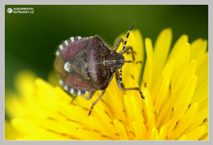 Kněžice chlupatá (Dolycoris baccarum) - Č.Hrádek