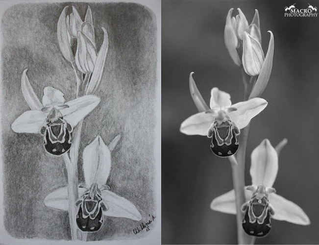 Tořič včelonosný (Ophrys apifera) 1