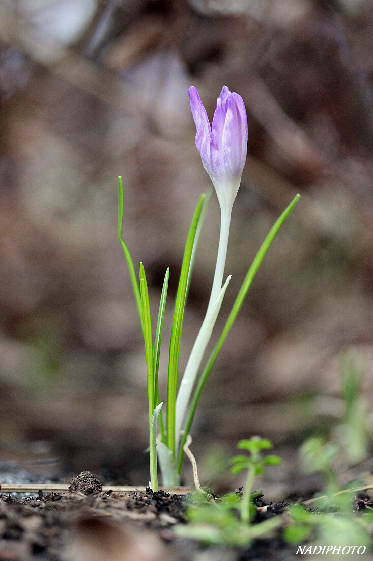 Krokus jarní (Crocus vernus) (šafrán jarní)1