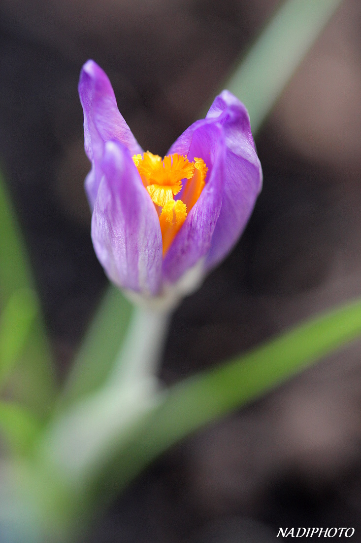 Krokus jarní (Crocus vernus) (šafrán jarní)