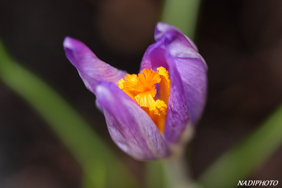 Krokus jarní (Crocus vernus) (šafrán jarní)3