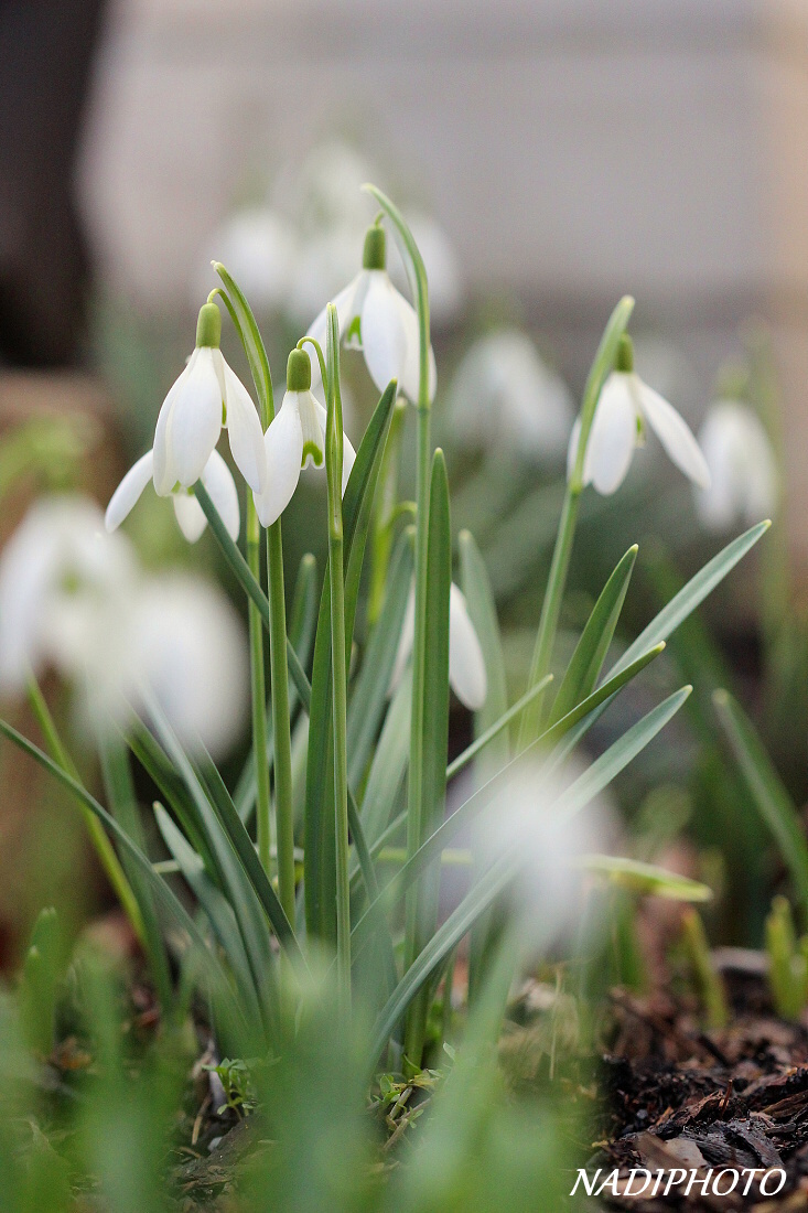 Sněženka podsněžník (Galanthus nivalis)8