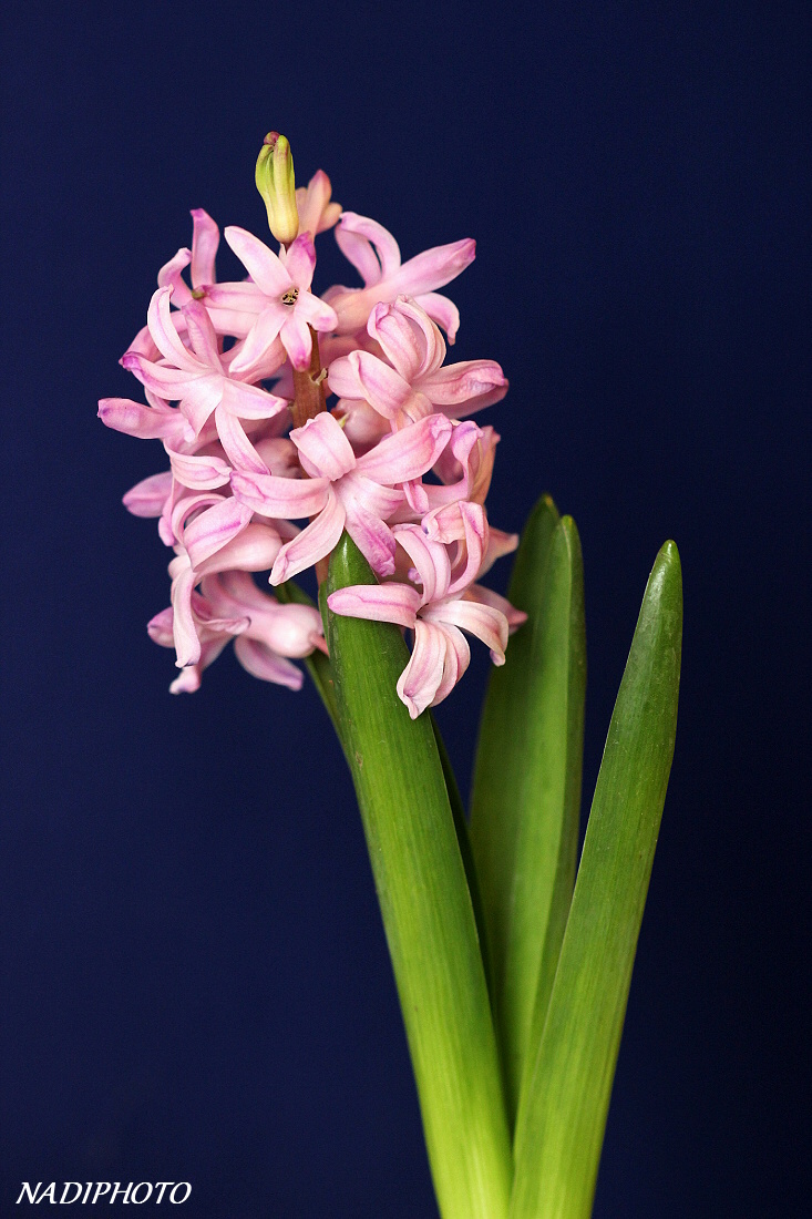 Hyacint východní (Hyacinthus orientalis)1