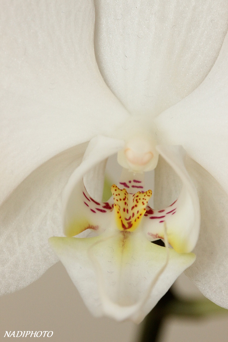 Phalenopsis4