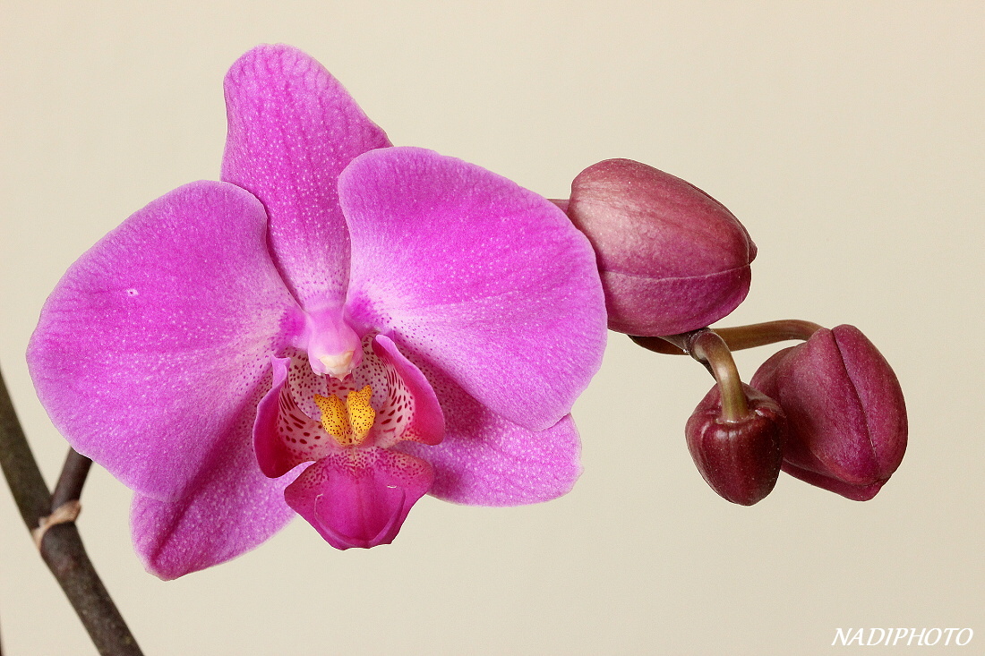 Phalenopsis2